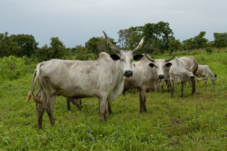 Cattle in Ta Kuti village, Niger State, Nigeria