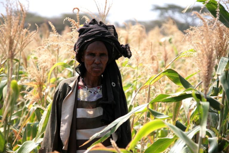 Woman in a field of maize in Kenya Isiolo, Merti (Biliko)