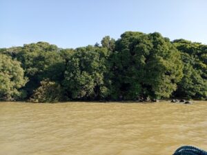 Figure 1: Photo of Ura Kidane Mihret Cherch's Surrounding Forest at Zeghie Peninsula. Source: Taken by researcher.